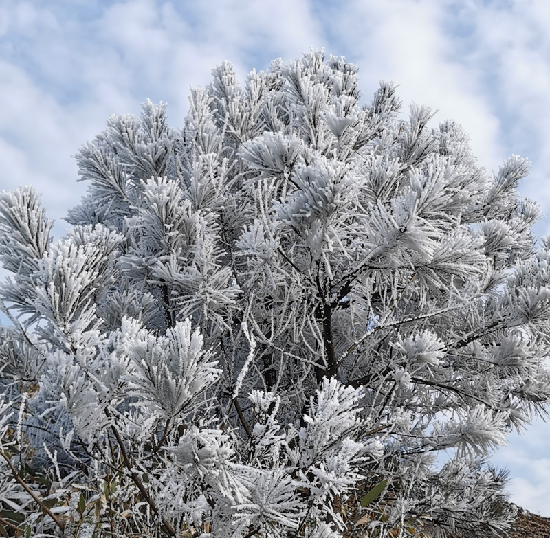 落雪的树